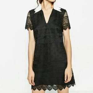 Zara Black Lace Dress with White Collar (Size M)